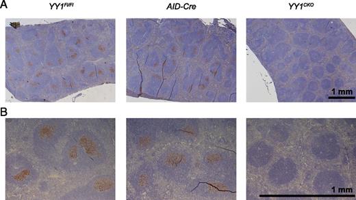 FIGURE 3. Loss of YY1 impairs the GC reaction. Representative immunohistochemical staining of spleen sections with PNA at day 10 postimmunization at (A) original magnification ×2.5 and (B) original magnification ×10.