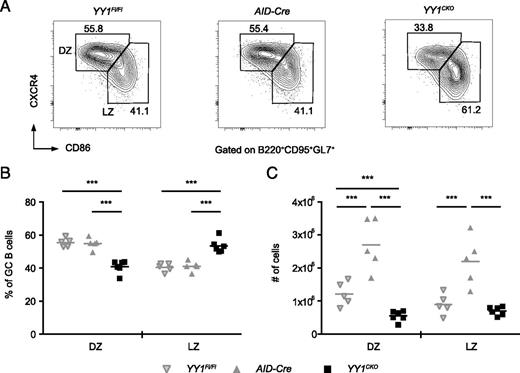 FIGURE 4. Loss of YY1 leads to decreased DZ cells. (A) Representative flow cytometry analysis of DZ cells (B220+CD95+GL7+CXCR4hiCD86lo) and LZ cells (B220+CD95+GL7+CXCR4loCD86hi) in YY1CKO mice at 10 d after sRBC immunization compared with control mice. Cells were gated on GC B cells (B220+CD95+GL7+). Frequency of each gated population as a percentage of displayed cells is shown. (B) Percentage of DZ and LZ cells in GC B cells and (C) total number of DZ and LZ cells in YY1CKO mice (n = 6) at 10 d after sRBC immunization compared with control mice (YY1Fl/Fl, n = 5; AID-Cre, n = 5). Each point represents data from a single mouse. Horizontal bar indicates mean of data. This figure represents data from two independent experiments. Statistical significance was determined by a two-tailed unpaired Student t test. ***p < 0.001.