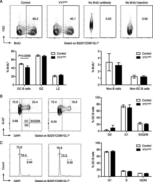 FIGURE 5. Loss of YY1 does not directly affect proliferation of GC B cells. (A) Representative flow cytometry analysis of BrdU incorporation in GC B cells (B220+CD95+GL7+) at day 10 after sRBC immunization in control (YY1Fl/Fl or AID-Cre) and YY1CKO mice. Negative controls are samples injected with BrdU but stained without anti-BrdU Ab or samples without BrdU injection but stained with anti-BrdU Ab. Average percentages of BrdU incorporation in GC B cells, DZ cells (B220+CD95+GL7+CXCR4hiCD86lo), LZ cells (B220+CD95+GL7+CXCR4loCD86hi), non–B cells (B220−), and non-GC B (B220+CD95−GL7−) cells are shown below. Controls (YY1Fl/Fl or AID-Cre), n = 4; YY1CKO, n = 3. (B) Representative flow cytometry analysis of Ki-67 and DAPI staining of GC B cells at day 10 postimmunization and averages of six controls (YY1Fl/Fl or AID-Cre) and four YY1CKO mice are shown at right. (C) Representative cell cycle analysis of GC B cells at day 10 postimmunization, and averages of six controls (YY1Fl/Fl or AID-Cre) and four YY1CKO mice are shown at right. Error bars are SD. Statistical significance was determined by a two-tailed unpaired Student t test.