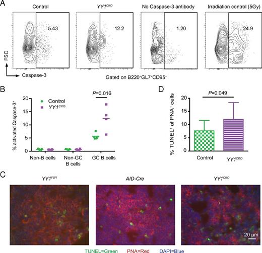 FIGURE 6. Loss of YY1 leads to increased apoptosis. (A) Representative flow cytometry analysis of activated caspase-3 staining in GC B cells (B220+CD95+GL7+) at day 10 after sRBC immunization. Samples stained without caspase-3 Ab were used as negative controls, and samples from a mouse irradiated (5 Gy) were used as positive controls for caspase-3 staining. (B) Average percentages of caspase-3+ population in non–B cells (B220−), non-GC B cells (B220+CD95−GL7−), and GC B cells. Controls (YY1Fl/Fl or AID-Cre), n = 6; YY1CKO, n = 4. (C) Representative immunofluorescence staining of TUNEL (green), PNA (red), and DAPI (blue) of spleen sections. (D) Averages of TUNEL+ cells as a percentage of PNA+ cells in controls (YY1Fl/Fl or AID-Cre, n = 5) and YY1CKO mice (n = 3). About 600–800 PNA+ cells were counted per genotype. Error bars are SD. Statistical significance was determined by a two-tailed unpaired Student t test.
