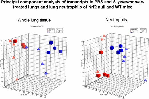 FIGURE 8. Principal component analysis (PCA) of mRNA expression data showing the contribution of the top three principal components to the variance in whole lung tissue (left panel, accounting for 48.6% of the variance) and lung neutrophils (right panel, accounting for 55.7% of the variance) from WT mice (squares) and Nrf2 null mice (triangles) that received PBS (red) or S. pneumoniae (blue). Each symbol represents a mouse (n = 4 in each group).