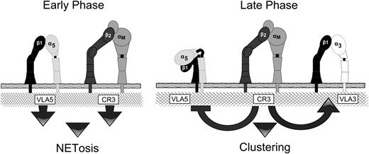 FIGURE 12. Two-stage model of integrin cross-talk in mediating neutrophil clustering and NETosis on Fn + β-glucan that decouples clustering and NET formation. We propose an early stage of VLA5 and CR3 adhesion to Fn + β-glucan that triggers NETosis and subsequent CR3 inside-out auto activation that leads to a later stage β2-to-β1 cross-talk that inactivates VLA5 and activates VLA3 leading to characteristic neutrophil clustering around NETotic foci.