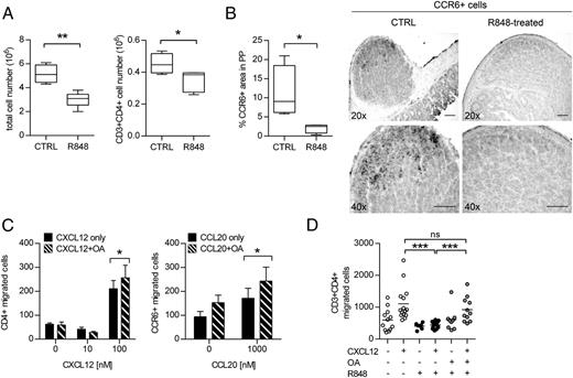 FIGURE 6. OA rescues lymphocyte migration induced by chronic immune activation both in vitro and in vivo. (A) Absolute number of total or CD4+ Th cells in PP in at least five controls (CTRL) and five R848-treated mice. Box plots: minimum to maximum. (B) Immunohistochemical staining of CCR6 in PP from five CTRL and five R848-treated mice. Data are expressed as percentage of CCR6+ area in PP. Box plots: min to max. One representative image each is shown. Original magnification, ×20 and ×40; scale bar, 200 μm. Positive cells are shown in black. (C) Migration of CD4+ cells isolated from the spleen of R848-treated mice in response to the indicated murine chemokines, either alone or in combination with OA. Means ± SEM of migrated cells in five independent experiments are shown. (D) CXCL12-induced recruitment in vivo of CD4+ Th cells into the air pouches of controls (open circles), and R848-treated mice in the absence (black circles) or presence (gray circles) of OA. Horizontal bars represent the mean value. *p < 0.05, **p < 0.01, ***p < 0.001 by nonparametric two-tailed Mann–Whitney U test (A), two-way ANOVA with a Bonferroni adjustment (B), Kruskal–Wallis test with a multicomparison Dunn adjustment (C). CTRL, control.