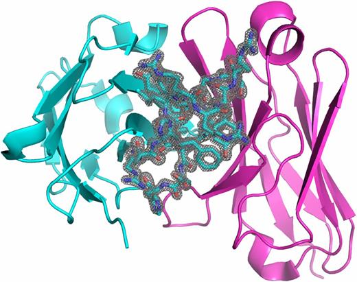 FIGURE 2. Electron density of CDR H3 loop of an anti-peptidase S1 Ab. The FV of an anti-peptidase S1 Ab (PDB accession code 3nps) (59) is shown with the VH domain in cyan and the VL domain in magenta. The electron density of the 19-residue CDR H3 loop is indicated with a mesh contour map within 1.6 Å of the coordinates in the PDB file. The crystal structure has an R value of 0.190 and a resolution of 1.50 Å. The electron density is clearly resolved across the entire CDR H3 loop, indicating both a high-quality crystal and a stable loop conformation among several symmetric copies of the Ab in the crystal. The crystal structure contains the full Fab bound to the Ag, which may further stabilize the loop’s conformation.