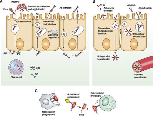 FIGURE 1. Mucosal actions of Abs and rVHH. (A) In mammals, plasma cells produce IgA/IgM in response to Ags, such as virus and bacteria, which are transported across the epithelium by polymeric IgR (pIgR). Igs can bind and neutralize/agglutinate Ags in the lumen, within epithelial cells, and in the subepithelial compartment. Within epithelial cells, the Ag–Ab complex degrades by fusion with lysosomes or is expelled back into the lumen. (B) Orally delivered rVHH from camelid H chain Abs may prevent adhesion of Ags to the mucosa. rVHH is expected to be transported across the epithelium by transcellular and paracellular routes because of its small size. Hence, it is possible for rVHH to bind to Ags intracellularly, subepithelially, and in systemic compartments. By linking of rVHH to the Fc region of fish Igs (rVHH-Fc), dimers similar to the camelid H chain Ab are expected to be produced in vivo. Such rAbs may work in a similar fashion to normal Abs, neutralizing and agglutinating Ags. (C) Possible Fc-mediated immune responses of rVHH-Fc, similar to conventional Abs. Phagocytosis by macrophages initiated by opsonization and activation of complement or cell-mediated cytotoxicity, leading to cell lysis.