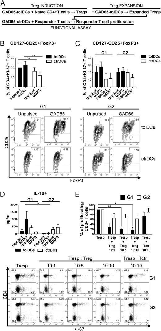 FIGURE 5. Phenotypic and functional analysis of Tregs induced from naive CD4+ T cells of patients with HbA1c of ≤7.5% (G1) or HbA1c of >7.5% (G2). (A) Experimental scheme. (B) Percentages of CD25highCD127lowFOXP3+ from CD4+Ki-67+ T cells induced by unpulsed or GAD65-loaded tolDCs (filled bars) or ctrDCs (open bars) from overall patients and (C) from G1 and G2 patients separately as detected by flow cytometry at day 9 are shown. Representative dot plots from G1 and G2 patients are shown. (D) Secretion of IL-10 detected in 9-d supernatants from T cells stimulated by tolDCs (filled bars) or ctrDCs (open bars) by ELISA. Data represent means ± SEM from five experiments of 12 donors. (E) GAD65-loaded tolDCs were incubated with naive CD4+ T cells for two rounds of priming. Induced Tregs were plated with Tresps and GAD65-loaded ctrDCs for 6 d (Treg/Tresp/DC ratios were 1:10:1, 5:10:1, and 10:10:1). Naive CD4+ T cells primed with GAD65-loaded ctrDCs (Tctr) served as control for crowding. Proliferation (Ki-67 expression) of Tresps was analyzed by flow cytometry. The percentage inhibition of Tresp proliferation in G1 (filled bars, n = 4) and G2 (open bars, n = 11) is shown (mean ± SEM for three independent experiments). Representative dot plots from G1 and G2 patients are shown. *p ≤ 0.05, **p ≤ 0.01. ns, not significant.