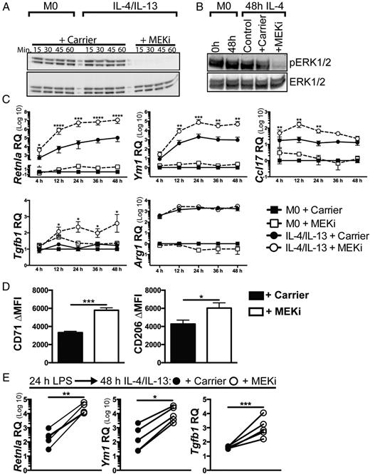 FIGURE 1. BMDM M2 gene expression is increased during IL-4/IL-13 polarization by the MEKi PD0325901. (A) One of three representative experiments showing constitutive expression of p-ERK1/2 in resting (M0) and IL-4/IL-13–treated conditions in murine BMDMs. There was early reduction of p-ERK1/2 at 15–60 min poststimulation with MEKi (PD0325901). (B) One of three representative experiments showing constitutive expression of p-ERK1/2 in resting (M0) and IL-4–treated human MDMs. Western blots of protein lysates from 0 to 48 h show decreased p-ERK1/2 after PD0325901 treatment. (C) M0 and IL-4/IL-13–treated BMDMs exposed to carrier control or MEKi over 48 h were processed for qPCR to determine RQ of Retnla, Ym1, Ccl17, Tgfb1, and Arg1 mRNA normalized to time-matched M0 + carrier control samples. Treatment with MEKi led to a significant increase in IL-4/IL-13–dependent gene expression of Retnla, Ym1, Ccl17, and Tgfb1 but not Arg1. Data are from three to four biological replicates (mean ± SEM). (D) At 48 h, IL-4/IL-13–treated cells exposed to carrier control or MEKi were processed for surface staining of CD71 and CD206. ΔMFI was determined by subtracting the MFI of the isotype-control samples from that of each Ab. MEKi treatment led to increased surface expression of CD71 and CD206. Data are mean ± SD from triplicate samples from one representative experiment of two. (E) LPS-treated BMDMs were treated with IL-4/IL-13 + carrier or PD0325901. At 48 h, MEKi treatment led to increased expression of Retnla, Ym1, and Tgfb1. Data are mean ± SD from six independent experiments. *p < 0.05, **p < 0.01, ***p < 0.001, ****p < 0.0001.