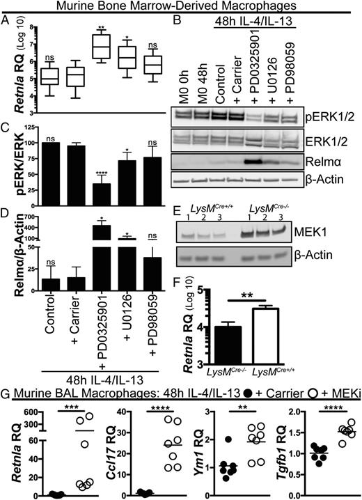 FIGURE 2. MEK1/2 pathway inhibition results in differential enhancement of BMDM IL-4/IL-13 polarization. BMDMs were stimulated with IL-4/IL-13 with the addition of media (control), DMSO (+ carrier), PD0325901, U0126, or PD98059 for 48 h. Cells were processed for RNA and protein. (A) RQ of Retnla gene expression normalized to M0 showing the greatest effect of PD0325901 (mean ± SD of four biological replicates). (B) BMDM protein lysates were probed for p-ERK1/2, ERK1/2, Relmα, and β-actin and quantified using densitometry. (C) Ratio of p-ERK1/2 to ERK1/2 expressed as the percentage of IL-4/IL-13 controls showing the greatest effect of PD0325901. (D) Ratio of Relmα/β-actin also demonstrating the greatest effect of PD0325901. (E) BMDM protein lysates from LysMCre+/+Mek1fl/fl BMDMs (LysMCre+/+) compared with LysMCre−/−Mek1fl/fl controls (LysMCre−/−) demonstrating a reduction in MEK1 protein in LysMCre+/+ cells. Lane 1: M0 + carrier; lane 2: IL-4/IL-13 + carrier; lane 3, IL-4/IL-13 + MEKi. (F) RQ of Retnla gene expression from IL-4/IL-13–treated LysMCre+/+ and LysMCre−/− BMDMs normalized to M0 (mean ± SD of triplicate samples). Data are from one of two representative experiments. (G) BALF AMs were IL-4/IL-13 polarized with the addition of DMSO (+ carrier) or PD0325901 (+ MEKi) ex vivo for 48 h. qPCR was used to measure the RQ of Retnla, Ym1, Tgfb1, and Ccl17. Data are the mean of the fold increase in PD0325901 compared with carrier (n = 7 biological replicates for each group collected from two independent experiments). *p < 0.05, **p < 0.01, ***p < 0.001, ****p < 0.0001 versus carrier-treated samples or as indicated. ns, not significant.