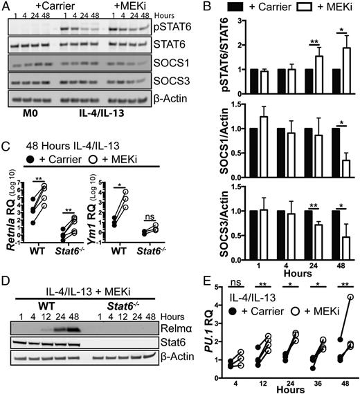 FIGURE 3. MEKi increases BMDM STAT6 pathway activation during IL-4/IL-13 stimulation. (A) BMDM protein lysates were collected at 1, 4, 24, and 48 h after stimulation of M0 + DMSO (+ Carrier) and after stimulation of IL-4/IL-13 + carrier or + 0.5 μM PD0325901 (+ MEKi). Blots were probed for p-STAT6, STAT6, SOCS1, SOCS3, and β-actin. One representative experiment is shown of n = 4–6. (B) Densitometry quantitation of the ratio of p-STAT6/STAT6, SOCS1/actin, and SOCS3/actin normalized to carrier-treated samples demonstrates increased p-STAT6 and reduced SOCS1 and SOCS3 proteins in MEKi-treated samples. (C and D) BMDMs from WT or Stat6−/− BALB/c mice were stimulated with IL-4/IL-13 + Carrier or + MEKi. (C) At 48 h, Retnla and Ym1 mRNA expression was measured and expressed as fold change (RQ) relative to respective M0 conditions. There was a marked reduction in Retnla and Ym1 in Stat6−/− cells compared with WT cells. Data are from three to five biological replicates and show the mean for each sample comparing matched carrier- and inhibitor-treated samples. (D) Protein lysates were collected at serial time points after stimulation. Relmα, STAT6, and β-actin were detected by Western blot. There was no detectable STAT6 or Relmα proteins in Stat6−/− cells compared with WT cells. Blots are from one representative experiment of three. (E) BMDMs were stimulated with IL-4/IL-13 with the addition of carrier or MEKi. RNA was collected over 48 h to determine the RQ of PU.1 normalized to time-matched M0 conditions. MEKi treatment led to increases in PU.1 mRNA starting at 12 h (mean of three to four independent experiments). *p < 0.05, **p < 0.01. ns, not significant.