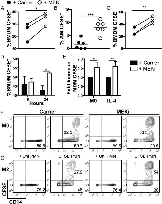 FIGURE 4. MEKi increases macrophage efferocytosis of ACs. Murine BMDMs (A) or AMs (B) were stimulated with IL-4/IL-13 or BMDMs were cultured as M0 (C) with the addition of DMSO (+ Carrier) or 0.5 μM PD0325901 (+ MEKi) for 48 h. Unlabeled and CFSE-labeled apoptotic human neutrophils (PMNs) were added to BMDM cultures. Efferocytosis was quantified as the percentage of CFSE+ macrophages by FACS. Efferocytosis was significantly enhanced in all MEKi-treated samples. Data are mean percentage of CFSE+ BMDMs (A and C) (n = 3) or CFSE+ AMs (n = 6 each) (B) from paired carrier- and MEKi-treated samples. (D) M0 BMDMs treated with carrier or MEKi for 6 or 24 h were incubated with Jurkat cells as AC targets, and efferocytosis was evaluated by flow cytometry. MEKi increased efferocytosis in M0 cells at 24 h but not at 6 h. Data are mean ± SD from triplicate samples from one representative experiment of three. (E) Apoptotic PMNs were added to human MDMs (M0 or IL-4 treated) with carrier or MEKi. Efferocytosis was enhanced by MEKi across all conditions. Data are mean ± SD of the fold increase in the percentage of CFSE+ MDMs from four donors. (F and G) Representative contour plots from a single human donor showing CD14+ MDMs after efferocytosis of unlabeled PMNs (+ Unl PMN) or CFSE-labeled PMNs (+ CFSE PMN) from resting (M0) (F) or IL-4 (M2) (G) BMDMs stimulated with carrier or MEKi. *p < 0.05, **p < 0.01, ***p < 0.001.
