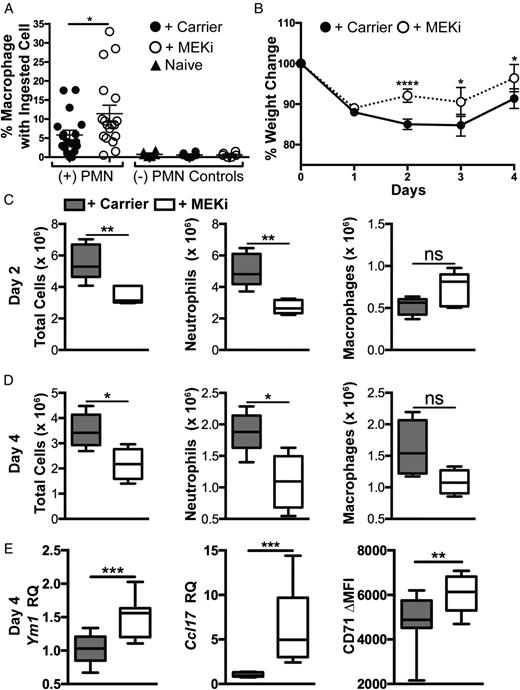 FIGURE 6. MEKi promotes in vivo macrophage efferocytosis and M2 polarization. (A) Mice received carrier or MEKi 24 h prior to i.p. delivery of apoptotic neutrophils. Additional control mice did not receive PMNs. Mice were subjected to peritoneal lavage, and cytospin preparations were made from recovered cells and stained with Diff-Quik. The percentage of macrophages with ingested cells was quantified; data from three independent experiments are shown. MEKi treatment led to a significant increase in efferocytosis. (B–E) In a separate in vivo model of lung injury, mice received oropharyngeal delivery of LPS on day 0 and MEKi on days 1 and 3 post-LPS. Mice were monitored for weight change (B) and euthanized on days 2 and 4 for assessment of BALF cell counts and differential (C and D). (E) On day 4, AMs were isolated for assessment of M2 gene and protein expression. (B) Initial weight loss was similar between MEKi and carrier control groups, and MEKi-treated mice had faster recovery of their weights starting at day 2. Day 2 (n = 26 or 27 per condition), days 3 and 4 (n = 16 per condition). (C and D) On days 2 and 4, there were fewer total BALF cells due to reduced numbers of neutrophils in MEKi-treated mice. Macrophage numbers were similar in both groups (n = 5 or 6 mice per group; two to three experimental replicates). (E) On day 4, AMs from MEKi-treated mice had greater expression of Ym1 and Ccl17 mRNA (normalized to carrier control) and greater expression of CD71, as measured by FACS. (n = 10–12 per group). *p < 0.05, **p < 0.01, ***p < 0.001, ****p < 0.0001. ns, not significant.