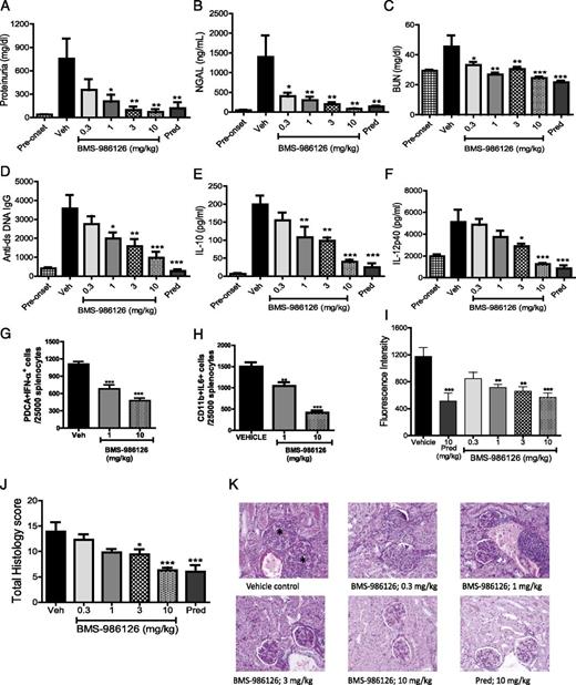 FIGURE 4. Inhibition of disease activity in MRL/lpr mice by BMS-986126. Mice were dosed orally either with vehicle or 0.3, 1, 3, or 10 mg/kg/d BMS-986126, or with 10 mg/kg/d prednisolone. Following 8 wk of dosing, multiple biomarkers were assessed, including total urine protein levels (A), urine NGAL concentrations (B), blood urea nitrogen concentrations (C), anti-dsDNA Ab titers (D), plasma IL-10 concentrations (E), and plasma IL-12p40 concentrations (F). In the spleen, the numbers of IFN-α+ pDCs (G) and IL-6+ myeloid cells (H) were determined by flow cytometry. Intensity of Ig deposition in the kidney (I) and kidney histology as visualized by H&E staining with ×20 magnification (J and K) were also assessed at the end of study. Asterisks indicate glomerular changes characterized by mesangial thickening, cellular infiltration, and sclerosis/fibrosis. Preonset values are from MRL/lpr mice at 8 wk of age. Means and SEM for each group are plotted. Data are from one experiment with 10 animals per group. *p < 0.01, **p < 0.001, ***p < 0.0001 versus vehicle by one-way ANOVA with a Dunnett test.
