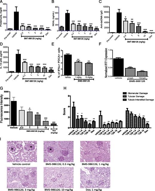 FIGURE 5. Inhibition of disease activity in NZB/NZW mice by BMS-986126. Mice were dosed orally with vehicle or 0.3, 1, 3, or 10 mg/kg/d BMS-986126, or with 1 mg/kg/d dexamethasone (DEX). Following 25 wk of dosing, several biomarkers of disease activity were assessed, including protein (A) and NGAL (B) concentrations in urine, plasma titers of dsDNA-specific autoantibodies (C), plasma levels of IL-12p40 (D), numbers of splenic IFN-α+ pDCs (E), expression of IFIT1 mRNA in blood (F), intensity of Ig deposition in the kidney (G), and kidney histology as visualized by H&E staining with ×20 magnification (H and I). Asterisks indicate glomerular changes characterized by mesangial thickening, cellular infiltration, and sclerosis/fibrosis. Preonset values are from NZB/NZW mice at 10 wk of age. Means and SEM for each group are plotted. Data are from one experiment with 14 animals per group. *p < 0.01, **p < 0.001, ***p < 0.0001 versus vehicle by one-way ANOVA with a Dunnett test.