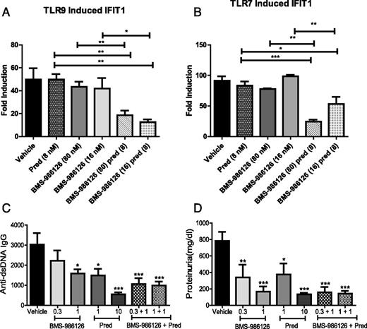 FIGURE 7. Synergistic inhibition of TLR7- and TLR9-induced IFN-regulated genes by the combination of BMS-986126 and prednisolone. PBMCs from a healthy control donor were stimulated in vitro either with the TLR9 agonist ODN2216 (300 nM) (A) or the TLR7 agonist heat-inactivated influenza virus (0.02 μl) (B) in the presence and absence of suboptimal concentrations of prednisolone, BMS-986126, and the combination of both. Expression of IFIT1 was quantitated by real-time PCR and normalized to the housekeeping gene GAPDH. Data represent fold induction relative to unstimulated controls. One representative experiment of three is shown. Comparisons were performed as shown using a one-way Student t test. *p < 0.01, **p < 0.001, ***p < 0.0001. (C and D) MRL/lpr mice were dosed orally with suboptimal doses of BMS-986126 (0.3 or 1 mg/kg/d), two doses of prednisolone (pred, 1 or 10 mg/kg/d), or the combination of BMS-986126 with prednisolone (0.3 + 1; 1 + 1). Following 8 wk of dosing, serum titers of dsDNA-specific autoantibodies (C) and urine protein levels (D) were measured. Mean and SEM for each group are plotted. Data are from one experiment with 10 animals per group. *p < 0.01, **p < 0.001, ***p < 0.0001 versus vehicle by one way ANOVA with Dunnett’s test.