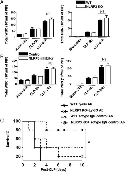 FIGURE 3. Neutrophil recruitment to peritoneum in Nlrp3−/− (KO) mice and NLRP3 inhibitor-treated mice after CLP. (A) Total WBC and PMN counts in peritoneal lavage fluid of WT and Nlrp3−/− (KO) mice that were subjected to sham treatment or CLP-induced sepsis (n = 6–8 mice per group). (B) Total WBC and PMN numbers in peritoneal lavage fluid of groups of WT mice that were treated with NLRP3 inhibitor or DMSO (control), followed by CLP to induce sepsis. The peritoneum was lavaged at 6 and 24 h after CLP, and WBCs and PMNs in the peritoneal lavage fluid were enumerated (n = 6–8 mice per group). (C) Survival of Nlrp3−/− and WT mice after neutrophil depletion and CLP. Groups of Nlrp3−/− and WT mice were treated with anti-Ly6G (neutrophil depleted) or isotype (control) Ab at 12 and 2 h prior to CLP. Mortality was monitored over 10 d, and the results were analyzed by the log-rank test (n = 10 mice per group). *p < 0.05, between WT and Nlrp3−/− mice or between WT mice treated with NLRP3 inhibitor and DMSO-treated (control) mice.