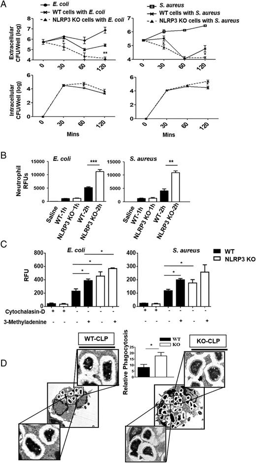 FIGURE 5. Phagocytosis in neutrophils of Nlrp3−/− (KO) mice. (A) Bacterial clearance of E. coli or S. aureus from bone marrow–derived neutrophils of Nlrp3−/− and WT mice up to 120 min. Bone marrow neutrophils from WT and Nlrp3−/− mice were infected with E. coli (MOI of 1) and S. aureus (MOI of 10) and assessed for bacterial killing capacity by estimating extracellular and intracellular CFU at 30, 60 and 120 min postinfection. These experiments were performed in triplicates. (B) Uptake of pHrodo Red E. coli and S. aureus BioParticles by purified peritoneal neutrophils from Nlrp3−/− and WT mice. Nlrp3−/− and WT peritoneal neutrophils were incubated with pHrodo Red E. coli BioParticles or S. aureus BioParticles for up to 2 h (MOI of 10). Phagocytosis was measured as relative fluorescent units (RFU). These experiments were performed in triplicates. (C) Phagocytosis activity in Nlrp3−/− and WT neutrophils subjected to autophagy inhibitor (3-methyladenine) or phagocytosis inhibitor (cytochalasin D) 1 h prior to infection with E. coli or S. aureus (MOI of 10). These experiments were performed in triplicates. (D) Electron microscopy images showing internalization of bacteria in neutrophils of Nlrp3−/− and WT mice following CLP. Relative phagocytosis was calculated by counting the number of phagosomes per cell (n = 6 mice per group). Inset shows autophagosomes. Original magnification ×25000. *p < 0.05, **p < 0.01, ***p < 0.001, WT versus Nlrp3−/− neutrophils.