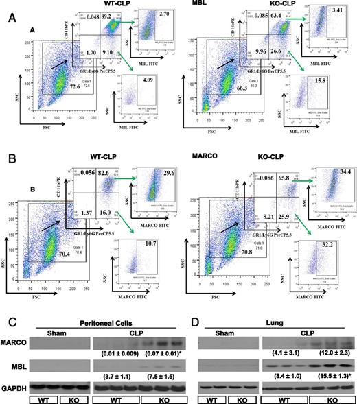 FIGURE 6. Expression of collagenous structure (MARCO) and MBL in Nlrp3−/− neutrophils in CLP. Representative flow cytometric dot plot images for MARCO (A) and MBL (B) in peritoneal cells of Nlrp3−/− and WT mice after CLP. Groups of Nlrp3−/− and WT mice underwent CLP, and peritoneal cells and organs were collected at 24 h post-CLP. Peritoneal cells were analyzed by flow cytometry for MARCO and MBL, as described in Materials and Methods. These dot plots are from peritoneal cells obtained from four mice per group. MARCO and MBL in peritoneal cells (C) and lung (D) from sham (elicited with thioglycollate) and CLP-treated Nlrp3−/− and WT mice. Peritoneal cells (C) and lung homogenates (D) were visualized by Western blotting for MARCO and MBL expression, as described in Materials and Methods. Each lane contains a lysate from a single mouse. Shown are representative blots from three independent experiments with identical results. Neutrophils were induced in sham groups by thioglycollate injection into peritoneum, as described in Materials and Methods. *p < 0.05, WT versus Nlrp3−/− mice.