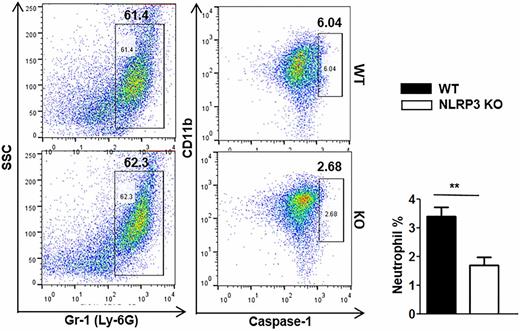FIGURE 7. Effect of NLRP3 in caspase-1 activation in polymicrobial sepsis. Representative flow cytometric dot plot images of caspase-1 in peritoneal neutrophils of Nlrp3−/− and WT mice after CLP-induced sepsis. Cells were washed from peritoneum at 24 h after CLP and stained with CD11b, Gr-1, and cleaved caspase-1 Ab. Data are expressed as mean ± SEM, and the bar chart shows the results from five mice per group. **p < 0.01.