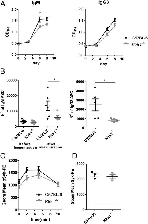 FIGURE 6. NKG2D deficiency impairs the Ab response against T cell–independent Ags. (A) TNP-specific IgM and IgG3 Ab levels in serum of C57BL/6 and Klrk1−/− mice were followed over time by ELISA after i.p. immunization with TNP-Ficoll. The data are representative of two independent experiments (n = 4–8). (B) Comparison of quantified TNP-Ficoll–binding, natural IgM–secreting ASCs before immunization and TNP-specific ASCs after TNP-Ficoll immunization in spleens of C57BL/6 and Klrk1−/− mice (left). Quantification of TNP-specific IgG3 ASCs in spleens of C57BL/6 and Klrk1−/− mice is shown. Quantifications were made by ELISPOT 8 d after immunization with TNP-Ficoll (n = 6–8). The data are representative of two independent experiments. (C) Geometric mean intensity of fluorescent staining for phosphorylated Syk kinase after BCR stimulation of peritoneal B1a cells of C57BL/6 and Klrk1−/− mice with anti-IgM Abs, measured by FACS. Graphs show pooled data of three independent experiments (n = 11–12). (D) Quantification of Syk kinase expression in peritoneal B1a cells from C57BL/6 and Klrk1−/− mice, measured by FACS (n = 3). Dashed horizontal line indicates intensity of fluorescence minus one staining. The data are representative of two independent experiments. Shown are mean ± SEM. *p < 0.05 (Student t test).