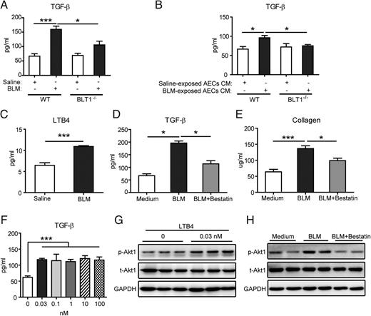 FIGURE 7. Blockade of the LTB4/BLT1 axis inhibits TGF-β production by BLM-treated macrophages in vitro. (A and B) TGF-β concentrations in the supernatants of BMDM stimulated with BLM (10 μg/ml) or vehicle (saline) (A), or with supernatants of saline- and BLM-exposed AECs (B). (C) LTB4 levels in the supernatants of saline- or BLM-stimulated BMDM were measured by enzyme immunoassay. (D) TGF-β concentrations in the supernatants of BMDM stimulated with BLM alone or BLM following bestatin pretreatment (20 μg/ml). (E) Collagen contents in the culture of primary lung fibroblasts stimulated with the supernatants of BMDM treated with BLM alone or BLM following bestatin pretreatment (20 μg/ml). (F) TGF-β concentrations in the supernatants of BMDM stimulated with different dosage of LTB4. ***p < 0.001 versus medium group. (G and H) Representative Western blots showing p-Akt1 and total Akt1 (t-Akt1) in BMDM stimulated with LTB4 at 0.03 nM (G) or BLM alone or BLM following bestatin pretreatment (20 μg/ml) (H). Data are pooled from two or three independent experiments and expressed as mean ± SEM. *p < 0.05, ***p < 0.001.