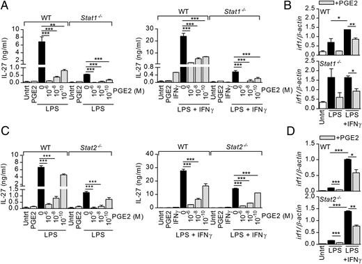 FIGURE 6. The inhibitory effect of PGE2 on IL-27 and irf1 expression is not mediated through STAT1/STAT2. BMDC from WT 129S6 mice and Stat1−/− mice (A) or WT C57BL/6 mice and Stat2−/− mice (C) were stimulated with LPS or LPS+IFN-γ in the presence or absence of PGE2 for 24 h. Supernatants were collected and subjected to IL-27 ELISA. ELISA data are representative of two independent experiments for Stat1−/− data and three independent experiments for Stat2−/− data. BMDC from WT 129S6 mice and Stat1−/− mice (B) or WT C57BL/6 mice and Stat2−/− mice (D) were stimulated with LPS or LPS+IFN-γ in the presence or absence of PGE2 for 1 h. Irf1 expression was determined by qRT-PCR. One of two independent experiments is shown. Results represent mean ± SD. Statistics were calculated using one-way ANOVA followed by Bonferroni correction (A and C) or unpaired t test (B and D), *p < 0.05, **p < 0.01, ***p < 0.001.
