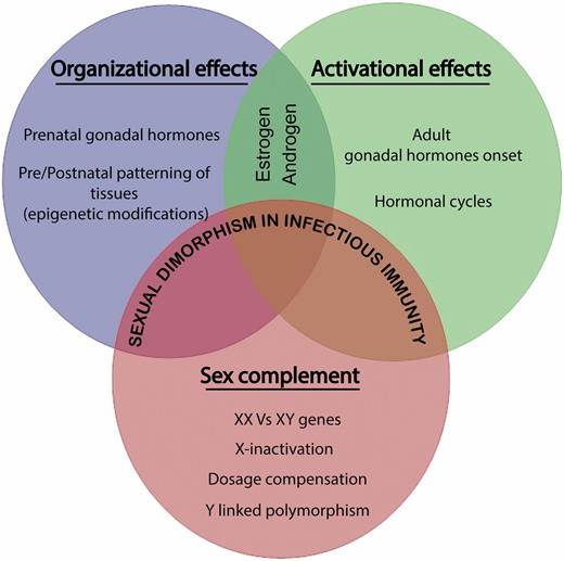FIGURE 1. Mechanisms of tissue sexual dimorphism that underlie sex differences in immune responses. Sex hormones, such as estrogens and androgens, contribute to organizational and activational effects via gene effects that include promoter activation and chromatin remodeling (epigenetic modifications). Sex chromosome complement exerts its effect in promoting sexual dimorphism independent of sex hormones. X-dosage compensation and escape from X-inactivation influence differential gene expression of innate immune molecules. Y chromosome contributions include Y gene–associated polymorphisms. Studies evaluating sexual dimorphism in immune responses focus on the interdependence of these factors, as well as their independent contributions.
