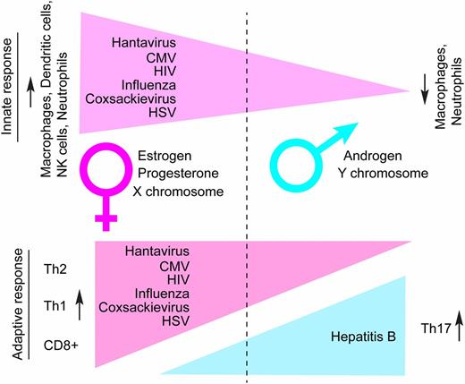 FIGURE 2. The interplay of sex chromosomes, sex hormones, and immune responses influence sex differences in virologic control. Females display increased innate and adaptive immune responses to most viral infections compared with males as a result of differences in the effects of sex hormones (estrogen, progesterone, and androgen). X and Y chromosome complement also contribute to sexually dimorphic immune responses to viruses in females and males. The relative increase in immune responses in females may contribute to differential levels of virologic control during acute infections and/or immunopathologic effects of antiviral T cells that may lead to chronic inflammation