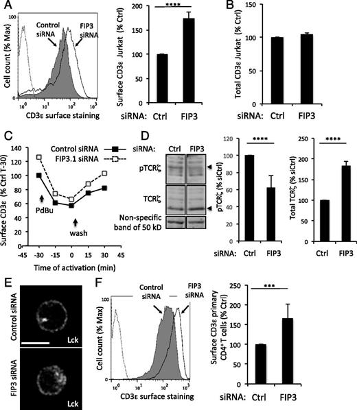 FIGURE 6. Rab11-FIP3 silencing increases TCR-CD3 cell surface expression. (A–D) Jurkat T cells were transfected with control or FIP3.1 siRNA. (A) Cell surface and (B) total CD3ε were measured by flow cytometry on nonpermeabilized (A) or permeabilized cells (B), respectively. Results are expressed as the percentage of fluorescence intensity with respect to cells transfected with control siRNA. (A, left panel) Representative of six experiments. (A, right panel, and B) Mean ± SD of six experiments, Mann–Whitney U test. (C) Jurkat cells were incubated with the phorbol ester PDBu (1 μM) for 30 min at 37°C. Cells were then washed at 4°C (t = 0) to remove PDBu and incubated again for the indicated times at 37°C. At each time point, CD3 surface expression was analyzed by flow cytometry. Results are expressed as percentage of CD3 expressed at the cell surface at each time of PDBu incubation, with respect to untreated control siRNA-transfected cells at t = 0. Representative of two experiments. (D) Phosphorylation of TCRζ at Y142 and total TCRζ were assessed in Jurkat cells by Western blot and normalized with respect to a nonspecific band of 50 kDa. The percentage of pTCRζ or TCRζ in cells transfected with siFIP3 was then calculated with respect to cells transfected with control siRNA. Mean ± SD of three experiments, Mann–Whitney U test. (E and F) Primary CD4 T cells from healthy donors were transfected with control or FIP3.1 siRNA. (E) Endogenous Lck was localized by immunofluorescence and confocal microscopy. 3D confocal images were posttreated by deconvolution. A 0.4-μm-thick medial stack is shown. Scale bar, 5 μm. (F) Cell surface CD3 was measured by flow cytometry in nonpermeabilized cells. Results are expressed as the percentage of fluorescence intensity with respect to cells transfected with control siRNA. Mean ± SD of three experiments, Mann–Whitney U test. ****p < 0.0001, ***p < 0.001.