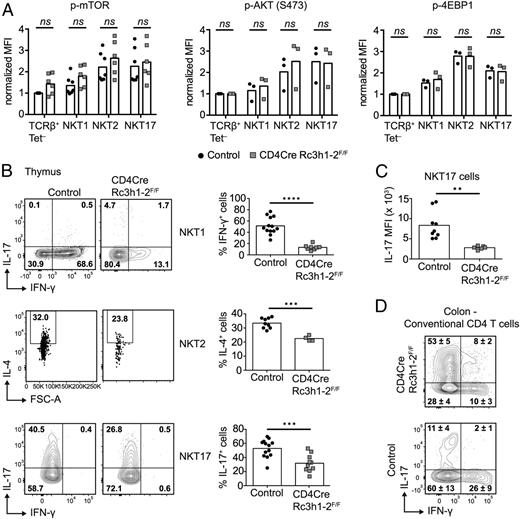 FIGURE 8. Signaling through mTOR does not contribute to the decreased production of subset-specific cytokines of Roquin-1/2–deficient NKT cells. (A) Thymic NKT cells were analyzed for the presence of intracellular p-mTOR, p-AKT (S473), and p-4EBP1 proteins by flow cytometry. Cells were acquired after MACS depletion of CD8+ thymocytes. Bars indicate mean normalized MFIs pooled from two independent experiments (p-mTOR) or from one experiment (p-AKT, p-4EBP1), with each data point representing one analyzed mouse. Multiple t tests using the Holm–Sidak method. (B) Representative contour plots show cytokine production of thymic NKT1, NKT2, and NKT17 cells isolated from mice of the indicated genotypes. Thymocytes depleted of CD8-expressing cells by MACS were stimulated for 4 h with PMA and ionomycin in the presence of monensin in complete RPMI 1640 medium with 10% FCS. Bar graphs show mean percentages of IFN-γ+ NKT1, IL-4+ NKT2, and IL-17+ NKT17 cells, with each data point representing one mouse pooled from a total of three independent experiments. ***p < 0.001, ****p < 0.0001, unpaired t test. (C) Data show mean IL-17 MFI of IL-17+ thymic NKT17 cells of the indicated genotypes after restimulation with PMA and ionomycin for 4 h in the presence of monensin. Each data point represents one mouse; data were pooled from three independent experiments. **p < 0.005, Student t test. (D) Representative contour plots show IFN-γ and IL-17 production of CD4+ Foxp3− RORγt+ colon lamina propria lymphocytes of the indicated genotypes. Numbers indicate mean ± SD calculated from three mice of one experiment. ns, not significant.