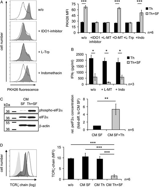 FIGURE 4. Th cell proliferation was suppressed by IDO1-mediated tryptophan depletion and subsequent GCN2 kinase activation. (A) PKH26-labeled Th cells were stimulated alone or in coculture with OASF in the presence or absence of 0.5 μM IDO1 inhibitor (INCB024360 analog), 50 μM L-MT or D-MT, 50 μM l-tryptophan or 5 μM indomethacin and their proliferation was determined on day 6 with an EPICS XL flow cytometer. Shown is the average PKH26 mean fluorescence intensity detected in all experiments (n = 6) and histograms from one representative experiment (black line indicates Th cells cultured alone, and filled gray histogram shows Th cells cultured with OASF). (B) IFN-γ concentrations in the supernatants of Th cells cultured with or without OASF in the presence of 50 μM L-MT or 5 μM indomethacin for 5 d were quantified by ELISA. (C) Th cells were stimulated in the presence of day 3 CM collected from an OASF mono- or Th-OASF coculture and after 48 h the phosphorylation status of eIF2α was detected by immunoblotting. Relative p-eIF2α concentrations were quantified by ImageJ software and normalized to β-actin. (D) Th cells were cultured for 5 d in CM of Th cell and SF mono- or cocultures and the expression of the TCRζ-chain (CD247) was determined by flow cytometry with an EPICS XL flow cytometer. Shown is a histogram from one representative experiment (black line indicates Th cells cultured in CM SF, filled dark gray histogram shows Th cells cultured in CM Th plus SF, and filled light gray histogram shows isotype control), and the results of all experiments (n = 6) are presented as mean ± SEM. Statistical significance was tested by a Student t test. *p ≤ 0.05, **p ≤ 0.005, ***p ≤ 0.001. L-Trp, l-tryptophan; MFI, mean fluorescence intensity.