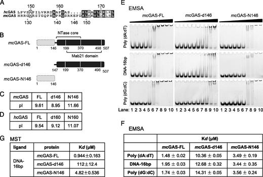 Nonspecific DNA Binding of cGAS N Terminus Promotes cGAS Activation ...