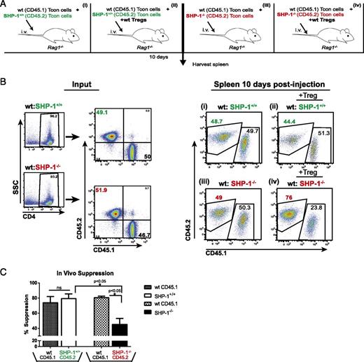 FIGURE 6. SHP-1−/− CD4+ T cells resist Treg suppression in vivo. (A) Schematic representation of experimental setup. Splenic CD4+CD25− Tcon cells were isolated from wild-type CD45.1 mice or SHP-1+/+ or SHP-1−/− CD45.2 mice and labeled with CellTrace Violet. Wild-type Tregs (CD4+CD25+) were isolated from spleens of SHP-1+/+ mice. Tcon cells (3 × 106 total) were injected i.v. via the tail vein into Rag1−/− recipient mice, at a 1:1 ratio of either CD45.2 SHP-1+/+/CD45.1 wild-type Tcon cells [conditions (Ai) and (Aii)] or CD45.2 SHP-1−/−/CD45.1 wild-type Tcon cells [conditions (Aiii) and (Aiv)]. Half the recipients received Tcon cells only [conditions (Ai) and (Aiii)], and the other half received Tcon cells along with 7.5 × 105 SHP-1+/+ Tregs (1:4 Treg/Tcon ratio) [conditions (Aii) and (Aiv)]. After 10 d, spleens of recipient mice were harvested and stained for analysis by flow cytometry. (B) Left, Representative flow plots of CD4+CD25− input Tcon cells. Top, Input for conditions (Bi) and (Bii) [as shown in (Ai) and (Aii)]: CD45.2 SHP-1+/+ with CD45.1 wild-type Tcon cells. Bottom, Input for conditions (Biii) and (Biv) [as shown in (Aiii) and (Aiv)]: CD45.2 SHP-1−/− with CD45.1 wild-type Tcon cells. Right, Plots show percentages of splenic CD45.1+ and CD45.2+ CD4+Foxp3− T cells recovered 10 d postinjection; experimental conditions (with or without Tregs) as indicated. (C) Percent suppression was computed by subtracting the percent relative expansion for each indicated genotype from 100%. Percent relative expansion was calculated by dividing the absolute number of CD4+Foxp3− T cells recovered in the presence of coinjected Tregs over the absolute number of CD4+Foxp3− T cells recovered in the absence of Tregs (maximal expansion), multiplied by 100; n = 3–4 recipient mice per donor condition. Error bars indicate ± SEM. *p ≤ 0.05.