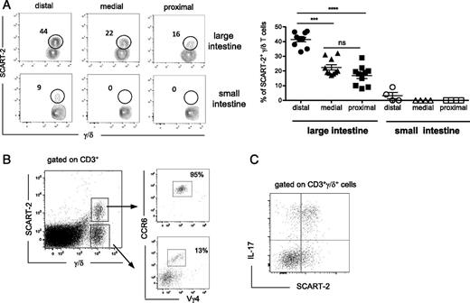 FIGURE 1. Vγ4 γ/δ+CCR6+SCART-2+ T cells are a major source of IL-17 in the colon. (A) Representative contour plots of SCART-2+ γ/δ T cells in proximal, medial, and distal sections of the large and small intestine (upper panel). Bar charts represent percentage of SCART-2+ γ/δ T cells in distinct sections from large (closed symbols) and small intestine (open symbols); n = 4–9 female mice. Graphs shown are combined data from two independent experiments. Each data point represents an individual mouse. Statistical significance was determined using one-way ANOVA followed by a Bonferroni test. ***p < 0.001, ****p < 0.0001. ns, not significant. (B) Phenotype of γ/δ T cells in the large intestine LP. Isolated cells were stained with anti-CD45, anti CD3, anti-γ/δ, anti-SCART-2, anti-CCR6, and anti-Vγ4 Abs. Representative dot plots illustrate the gating strategy and the presence of SCART-2+ γ/δ T cells in the colon of six independent experiments. (C) IL-17 production is restricted to SCART-2+ γ/δ T cells. Pooled colon LP cells obtained were incubated with IL-23 for 5 h and stained with anti-CD3, anti-γ/δ, and anti–SCART-2. After fixation and permeabilization, cells were further stained with anti–IL-17 Ab. Representative dot plot shows cells pregated on CD3+γ/δ+ cells; x-axis, SCART-2; y-axis, IL-17.