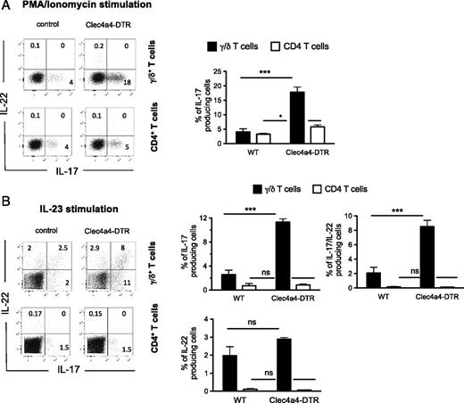 FIGURE 4. Colon γ/δ T cells increase the production of IL-17 in the absence of CD103+CD11b+ cDC2s. Control and Clec4a4-DTR mice were injected with DT at days 0 and 3. The animals were sacrificed at day 4 and cells were isolated from colon LP. (A) Respective dot plots show IL-17 and IL-22 intracellular staining profiles after PMA/ionomycin in vitro cell stimulation. Bar charts show the percentage of γ/δ T17 (filled bars) and CD4+ (open bars) T cells. (B) Respective dot plots show IL-17 and IL-22 intracellular staining profiles after IL-23 in vitro cell stimulation. Bar charts show the percentage of single IL-17–, double IL-17/IL-22–, and single IL-22–producing γ/δ (filled bars) and CD4+ (open bars) T cells. Data are representative of one experiment with four female mice per group. Statistical significance was determined using a Student t test. *p < 0.05, ***p < 0.001. ns, not significant.