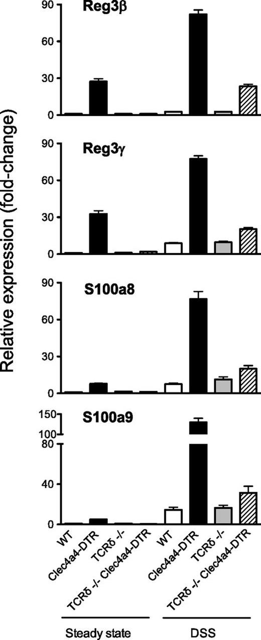 FIGURE 7. Absence of γ/δ T cells reduces the antimicrobial response in colon IECs. Female WT C57BL/6, TCRδ−/−, Clec4a4-DTR, and TCRδ−/−Clec4a4-DTR mice were injected with DT at days 0 and 3 and sacrificed at day 4. One set of mice was treated for 4 d with 2% DSS. IECs were purified and processed for qPCR analysis of Reg3β, Reg3γ, S100a8, and S100a9 antimicrobial peptides. qPCR results shown (left, steady-state; right, DSS-treated mice) were obtained from a pool of IECs isolated from three independent mice in one representative experiment. Relative transcript levels of studied genes were determined by comparing their expression values obtained from WT mice (steady-state conditions) to those obtained from DSS-treated mice, after internal normalization to the reference gene (β-actin) transcript levels. Bars represent the mean ± SD of three samples.
