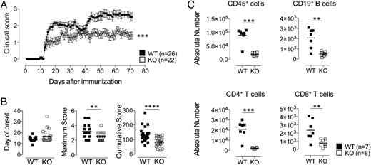 FIGURE 1. Reduced EAE severity in TSSP-deficient NOD mice. EAE was induced by MOG35–55 immunization of NOD WT (WT) and NOD Tssp° (KO) mice, as described in Materials and Methods. (A) The mean (± SEM) daily clinical score is shown. ***p < 0.001, two-way ANOVA with the Bonferroni correction. (B) The mean (± SEM) day of onset, maximum score, and cumulative score are shown. **p < 0.01, ****p < 0.0001, Mann–Whitney U test. (C) CNS mononuclear cells were purified 15 d post-EAE induction from NOD WT (WT) or NOD Tssp° (KO) mice and analyzed by FACS. The absolute numbers of CD45+ cells, CD19+ B cells, CD4+ T cells, and CD8+ T cells are shown. **p < 0.01, ***p < 0.001, Mann–Whitney U test. Pooled values of three independent experiments are shown. n, number of mice.