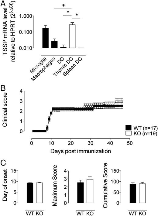 FIGURE 2. Expression of TSSP by APCs in the CNS is not contributing to EAE severity. (A) NOD WT mice (WT) were immunized with MOG35–55. Fifteen days later, microglia (CD45intermediate, CD19Neg, Thy1Neg), macrophages (CD45Pos, CD19Neg, Thy1Neg, CD11bPos, CD11cNeg), and DCs (CD45Pos, CD19Neg, Thy1Neg, CD11bPos, CD11cPos, CMHIIPos) were FACS sorted. The mRNA level of Tssp and Hprt was measured by quantitative RT-PCR. Thymic and splenic DCs were used as control. The level of Tssp expression relative to that of Hprt is presented as 2−ΔCT. The mean (± SEM) values obtained in three independent experiments are shown. (B and C) A total of 106 NOD WT T cells was injected i.v. into NOD Cα° (WT) or Tssp° NOD Cα° (KO) recipient mice 1 d before EAE induction. The mean (± SEM) clinical score (B) and day of onset, maximum score, and cumulative score (C) of three independent experiment are shown. n, number of recipient mice. *p < 0.05.
