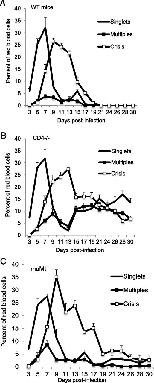 FIGURE 5. Effect of CD4 cell deletion (CD4−/− mice) and B cell deletion (μMt−/− mice) on parasitemia. The percentage of RBCs containing single parasites, multiple parasites, or crisis forms in WT C57BL/6J mice (A), CD4−/− mice (B), and μMt−/− mice (C). CD4−/− and μMt−/− mice control the first wave of parasitemia and do not prevent parasite death within infected erythrocytes. However, CD4−/− mice are unable to clear parasites, resulting in prolonged parasite carriage. Parasite persistence in CD4−/− mice is characterized by ∼30% parasitemia consisting of nearly equal populations of RBCs containing single parasites, multiple parasites, and crisis-form parasites. The mean and SE from four counts of 100 erythrocytes per mouse per time point are shown for a single experiment. n = 5 mice of each strain. The experiment was performed once. All gene deletions are on the C77BL/6J mouse background. CD4−/−, B6.129S2-Cd4tm1Mak/J; μMt−/−, B6.129S2-Ighmtm1Cgn/J.