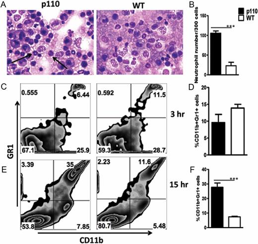 FIGURE 3. Greater influx of neutrophil in the peritoneum of p110δD910A mice after LPS challenge. Groups of p110δD910A and WT mice were injected i.p. with LPS (10 mg/kg) and at the indicated times, mice were sacrificed and cytospin preparations of peritoneal wash fluids were made and stained with H&E solutions. Original magnification ×40. Arrows indicate neutrophils (A). Differential cell count of the stained slides was performed under a Zeiss Primostar iLED microscope (B). Some peritoneal wash cells were stained with fluorochrome-conjugated Abs, and percentages of CD11b+ and Gr1+ cells at 3 (C and D) and 15 h (E and F) were determined by flow cytometry. The data presented are representative of three independent experiments (n = 5 mice per group) with similar results. ***p < 0.001.