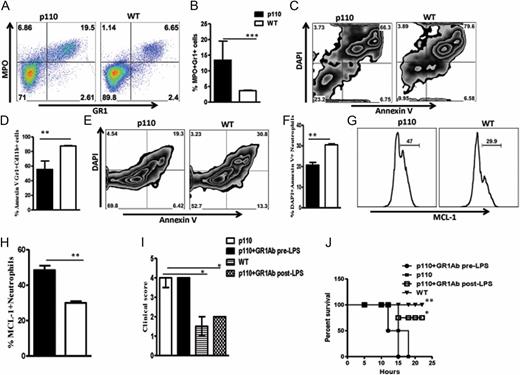 FIGURE 5. Neutrophils from p110δD910A mice exhibit decreased apoptosis and greater MPO activity in response to LPS, and neutrophil depletion rescues p110δD910A mice from LPS mortality. Groups of p110δD910A and WT mice were injected i.p. with LPS (10 mg/kg), sacrificed at 15 h postchallenge, and MPO activity (A and B) and the degree of apoptosis (C and D) of peritoneal wash neutrophils were assessed by flow cytometry. In a separate experiment, BMDNs from p110δD910A and WT mice were cultured overnight in the presence of LPS, and cell viability [analyzed by DAPI and Annexin V staining (E and F)] and Mcl-1 expression (G and H) on Gr1+ CD11b+ cells were analyzed by flow cytometry. Groups of p110δD910A and WT mice were injected with anti-Gr1 Ab or isotype-matched control mAb (250 μg/mouse) either 24 h before or 6 h after LPS challenge and monitored for clinical signs (I) and survival (J). The data presented are representative of three independent experiments (n = 6 mice per group) with similar results. *p < 0.05, **p < 0.01, ***p < 0.001.