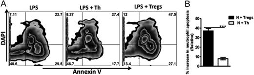 FIGURE 8. Human Tregs regulate neutrophil apoptosis and activity in vitro. Peripheral blood neutrophils from healthy donors were cocultured with CD4+CD25− (Th) or CD4+CD25+ (Tregs) in the presence of LPS at a ratio of 1:1, and cell viability was determined by flow cytometry (A and B). Percent increase in neutrophil apoptosis was determined based on Annexin V–positive LPS neutrophils in the absence of Tregs. The data presented are representative of three independent experiments with similar results. ***p < 0.001.