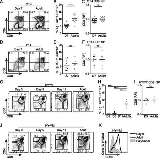 FIGURE 6. Thymocytes bearing a TCR with low affinity for self-peptide are not efficiently selected in neonates. (A) Representative flow cytometry plots gated on live cells and (B) percentage of transgenic TCRhi CD8+ cells of total thymocytes from 7-d-old and adult OT-I Rag1−/− mice. (C) CD5 relative fluorescent intensities (RFIs) on TCRhiCD8+ thymocytes from 7-d-old OT-I Rag1−/− mice as compared with adults. Data are normalized to the average CD5 mean fluorescence intensity (MFI) from adult samples in each individual experiment. Dots indicate individual mice from a minimum of three independent experiments per time point. (D) Representative flow cytometry plots gated on live cells and (E) percentage of transgenic TCRhi CD8+ cells of total thymocytes from 7-d-old and adult P14 TCRα−/− mice. (F) CD5 RFIs on TCRhi CD8+ thymocytes from 7-d-old P14 TCRα−/− mice as compared with adults. Data are normalized to the average CD5 MFI from adult samples in each individual experiment. Dots indicate individual mice from two independent experiments. (G) Representative flow cytometry plots of transgenic TCR+ (T3.70+) cells and (H) percentage of T3.70hi CD8+ SP thymocytes from 3-, 5- and 11-d-old, as well as adult female HYcd4 mice. Data are representative of three or more mice from a minimum of two independent experiments for each time point. (I) CD5 RFIs on T3.70hiCD8+ thymocytes from 5-d-old female HYcd4 mice as compared with adults. Data are normalized to the average CD5 MFI from adult samples in each individual experiment. Dots indicate individual mice from a minimum of three independent experiments. (J) Representative flow cytometry plots of thymocytes from 3-, 5-, and 11-d-old and adult male HYcd4 mice gated on T3.70+ cells. (K) Representative histograms of CD69 expression on DP thymocytes from day 3 neonatal (solid line) and adult (dotted line) male HYcd4 mice compared with polyclonal (shaded) WT mice. Data are representative of three or more mice from a minimum of two independent experiments for each time point. ****p <0.0001.