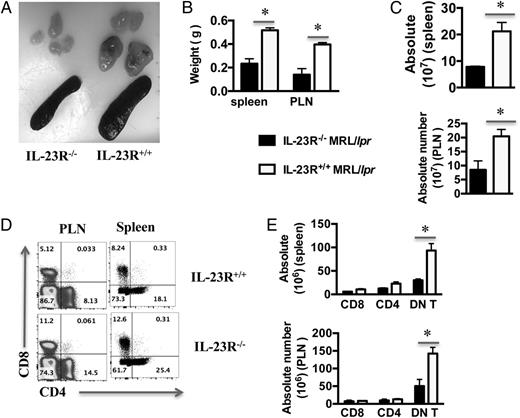 FIGURE 4. IL-23R−/− MRL.lpr mice had decreased T cell accumulation in secondary lymphoid organs. (A) A representative pair of harvested spleens and peripheral lymph nodes (PLNs) from 12-wk-old IL-23R+/+ and IL-23R−/− MRL.lpr mice are shown. (B) Spleen and PLN weights from the two groups (n = 3) are plotted. (C) Total number of splenocytes and PLN cells from the two groups (n = 3) are shown. (D and E) Cells from spleens and lymph nodes were isolated from IL-23R+/+ and IL-23R−/− MRL.lpr mice, stained for Thy1.2, CD3, CD4, and CD8, and analyzed with flow cytometry. Representative plot of CD4 and CD8 staining of Thy1.2+CD3+ splenocytes and PLN cells from both groups (D) and cumulative results (E, n = 3). Error bar represents SD. Data are representative of three independent experiments. *p < 0.05.