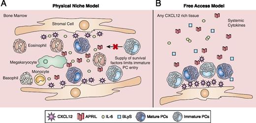 FIGURE 1. Physical niche model compared with free access model. (A) The physical niche model is characterized by specialized locations within the BM that supply essential survival factors. Stromal cells attract plasma cells by providing CXCL12 and additional survival factors such as IL-6. Plasma cell survival requires a ligand for BCMA, in this case APRIL, which is provided by various cell types including eosinophils, basophils, and megakaryocytes. Mature plasma cells fill the niche requiring immature plasma cells to compete for survival factors, leading to a limited number of immature cells continuing their maturation. (B) The free access model states that plasma cells are drawn to any CXCL12 source and are not limited to dedicated niches. Mature and immature plasma cells are attracted equally and are supplied by survival factors that are systemically available such as APRIL, BLyS, and IL-6.