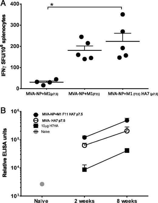 FIGURE 2. Influenza-specific immune responses generated by multiantigen MVA-vectored vaccination. (A) BALB/c mice (n = 5) were immunized i.m. with 1 × 106 PFU MVA NP+M1 (P7.5; expression driven by the P7.5 promoter), MVA-NP+M1 (F11; expression driven by the F11 promoter), or MVA-NP+M1(p7.5)-H7 (F11). Splenocytes were isolated 2 wk after vaccination, and T cell responses were measured by ex vivo IFN-γ ELISPOT against the BALB/c epitope in NP, NP147–158 (TYQRTRALV). Responses postbivalent viral-vectored vaccine were significantly higher than post–MVA NP+M1 (p7.5). (B) BALB/c mice (n = 5) were immunized i.m. with 1 × 106 PFU MVA-H7 (p7.5), expressing H7HA (A/Netherlands/219/2003; H7N7), or MVA-NP+M1-H7, a bivalent vaccine expressing the same H7HA Ag and the T cell fusion Ag, NP+M1. Serum was collected at 2 and 8 wk after vaccination, and total serum IgG responses were measured by ELISA against recombinant H7HA (A/Netherlands/219/2003; H7N7). *p ≤ 0.05, Kruskal–Wallis one-way ANOVA, with Dunn multiple-comparison test.