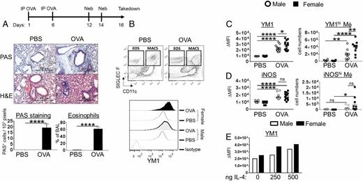 FIGURE 1. Sex-specific alveolar macrophage polarization in vivo following OVA challenge. (A) Schematic of the OVA model: C57BL/6 mice were sensitized on days 1 and 6 and challenged with OVA on days 12 and 14. Two days after final challenge (on day 16), the mice were euthanized and lung inflammation was analyzed by histochemistry and FACS. The left lobe from each mouse was inflated with 10% formalin under constant pressure and paraffin embedded and sectioned. Mucus production (PAS stain), H&E stain, and relative abundance of eosinophils (LIVE/DEAD−CD11c−SIGLEC F+ cells) in the BAL fluid were quantified. (B) Gating strategy for FACS: LIVE/DEAD−CD11c+SIGLEC F+ alveolar macrophages were used for analysis of YM1 and iNOS expression (upper panel). The fluorescence intensity of YM1 in LIVE/DEAD−CD11c+Siglec F+ alveolar macrophages is shown in a representative FACS histogram (lower panel). The Δ mean fluorescent intensity (MFI) (MFI target − MFI isotype) of (C) YM1 (left panel) and (D) iNOS (left panel) in alveolar macrophages. The relative abundance of intracellular (C) YM1hi (right panel) and (D) iNOShi (right panel) macrophages is graphed. (E) Male and female C57BL/6 mice were intratracheally instilled with increasing doses of IL-4. Two days after the instillation, the bronchoalveolar lavage was collected and YM1 expression ΔMFI in macrophages was measured using intracellular FACS (n = 1 mouse per group). n = 3. *p < 0.05, **p < 0.01, ***p < 0.001, ****p < 0.0001.