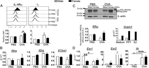 FIGURE 2. IL-4R expression on alveolar macrophages is increased in female mice following allergen challenge. (A) C57BL/6 mice were sensitized and challenged with OVA, as in Fig. 1. Two days after the final challenge, the mice were euthanized and the BAL cells were collected; alveolar macrophages were selected by a LIVE/DEAD−CD11c+SIGLEC F+ gate and stained for IL-4Rα and γc by FACS. A representative histogram of IL-4Rα and γc expression (upper panel) and the relative Δ mean fluorescence intensity (MFI) (MFI target − MFI isotype) for each receptor relative to the male PBS group (middle panel) are shown. Alveolar macrophages were enriched by a 2-h culture in αMEM, in which all nonadherent cells (lymphocytes, eosinophils, and other cell types) were removed by extensive washing. Total RNA was collected, and receptor expression was measured by qPCR. (B) Relative expression of IL-4Rα, γc, and IL-13Rα1 transcripts (normalized to male PBS) is shown (lower panel). (C) Expression of ERα was measured by Western blot (upper panel). ERα protein was normalized to β-actin; n = 4 independent experiments. Alveolar macrophages were collected from male and female C57BL/6 mice by bronchoalveolar lavage. The cells were cultured in hormone-free, PPT-containing, or E2-containing αMEM for 24 h. Total RNA was collected, and qPCR was used to measure the expression of Vcam1, n = 1 mouse per group. (D) The expression of Esr1 (ERα), Esr2 (ERβ), and Ar (AR, androgen receptor) mRNA was measured by qPCR using the ΔΔ cycle threshold (CT) method, normalized to the amount in the male PBS sample. n = 3 independent experiments with n = 4 mice per group. *p < 0.05, **p < 0.01, ***p < 0.001, +p = 0.083. A.U., arbitrary units.