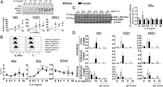 FIGURE 3. Sex differences in IL-4 responsiveness in vitro. (A) BMMs from male and female C57BL/6 mice were differentiated in vitro for 10 d with M-CSF, and then stimulated with increasing concentrations of IL-4 for 48 h. Protein lysates were collected and measured for the expression of the canonical mouse M2 genes YM1, FIZZ1, and ARG1 by Western blot. All target protein bands were normalized to β-actin. (B) BMMs from male and female mice were grown on low-adhesion plates, then detached using Cell Stripper, and assayed for surface IL-4R expression by FACS and mRNA for the IL-4R by qPCR. A representative histogram showing IL-4Rα and γc expression on BMMs is shown above (upper panel). Il4ra, Il2rg, and Il13ra1 expression following stimulation with increasing concentrations of IL-4 was measured by qPCR (lower panel). n = 3 independent experiments. *p < 0.05, **p < 0.01, ***p < 0.001. (C) ERα expression was measured by Western blot at the indicated concentrations of IL-4. ERα band was normalized to β-actin. (D) BMMs from male and female mice were stimulated with 10 ng/ml IL-4 for 48 h. The cells were fixed in 1% formaldehyde and processed for ChIP-qPCR analysis. Immunoprecipitations were carried out using Abs against pan-acetyl H3, H3K4me3, H3K27me3, and IgG control. The abundance of Chi3l3 (YM1), Retnla (FIZZ1), and Arg1 promoters in each immunoprecipitation was measured by qPCR. The percent input was determined using the ΔΔ cycle threshold (CT) method and is reported above for each histone modification. n = 3 independent experiments. A.U., arbitrary units.