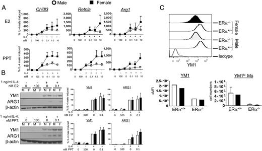 FIGURE 4. ERα ligands enhance M2 gene expression. (A) BMMs from male and female C57BL/6 mice were cultured for 16 h in increasing concentrations of either E2 or PPT prior to stimulation with 1 ng/ml IL-4. Two days after the addition of IL-4, mRNA was collected and M2 gene expression was measured by qPCR. Expression of Chi3l3 (YM1), Retnla (FIZZ1), and Arg1 is shown. The data are reported as percent male IL-4 induced. All data were normalized to the IL-4 stimulated males and multiplied by 100. (B) BMMs from male and female C57BL/6 mice were cultured and stimulated as in (A) and protein lysates were collected. Western blot was used to measure protein expression of YM1 and ARG1 as in Fig. 3A. n = 4 independent experiments. (C) LysMCRE-ERαflox/flox mice underwent OVA sensitization and challenge, as in Fig. 1, with ERαflox/flox mice as littermate controls. Two days after the last challenge, the mice were sacrificed and YM1 expression was measured on alveolar macrophages from the BAL by intracellular FACS (n = 1–2 mice per group).