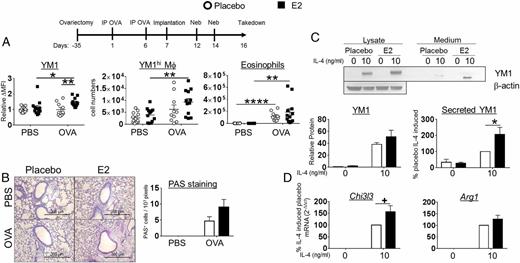 FIGURE 5. Estrogen enhances M2 polarization in ovariectomized mice. (A) C57BL/6 mice underwent ovariectomy surgery at 3 wk of age. The standard OVA protocol was initiated at 8 wk of age. One day after the second i.p. delivery of OVA, the mice were implanted with pellets that secrete either placebo or E2 and were then challenged with aerosol OVA. Expression of YM1 Δ mean fluorescence intensity (MFI) (MFI target − MFI isotype) in LIVE/DEAD−CD11c+Siglec F+CD45+ alveolar macrophages normalized to placebo-implanted PBS group, and absolute numbers of YM1hi alveolar macrophages and CD11c−Siglec F+CD45+ eosinophils are reported above (upper panels). n = 3 independent experiments with four mice per group. *p < 0.05, **p < 0.01. (B) PAS staining was carried out as in Fig. 1A. Representative PAS-stained alveoli are shown above (left panel). (C) BMMs from pellet E2- and placebo-implanted OVx mice were stimulated with IL-4 for 48 h. Protein lysates and culture medium were collected, and YM1 expression and secretion were measured by Western blot. YM1 in cell lysates was normalized to β-actin. (D) Expression of mRNA for Chi3l3, Retnla, and Arg1 in BMMs from placebo- or E2-implanted mice stimulated with IL-4 was measured by qPCR. The data are reported as percentage of placebo IL-4 induced; all samples are normalized to the placebo group stimulated with IL-4 and then multiplied by 100. A representative blot (upper panel) and quantified band intensities are graphed (lower panels). n = 3 independent experiments. *p < 0.05, +p = 0.0705.